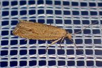 Bactra lancealana
