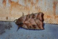 Ipimorpha retusa