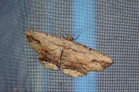 Menophra abruptaria