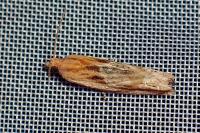 Eucosma