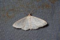 Idaea subsericeata