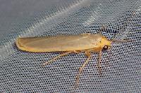 Manulea complana