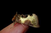 Diachrysia stenochrysis