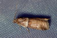Acrobasis repandana