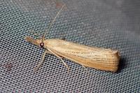Agriphila straminella