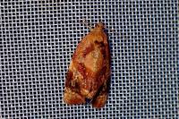 Archips xylosteana
