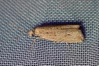 Bactra lancealana