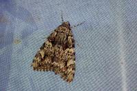 Catocala promissa