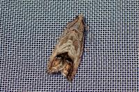 Cydia fagiglandana/splendana