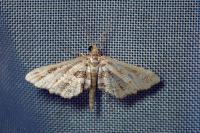 Diasemiopsis ramburialis