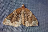 Eulithis prunata