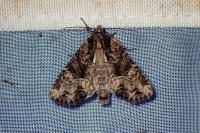 Mesapamea secalella/secalis