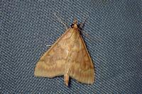 Ostrinia nubilalis