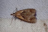 Phtheochroa inopiana