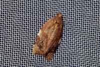 Ditula angustiorana