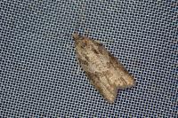 Cnephasia