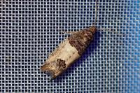 Spilonota ocellana