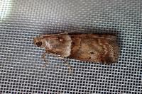 Acrobasis consociella
