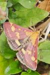Pyrausta purpuralis