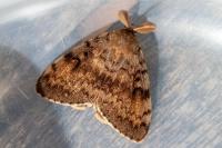 Lymantria dispar