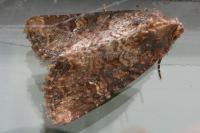 Mesapamea secalella/secalis