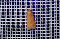 Helcystogramma lutatella