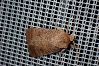 Hoplodrina octogenaria