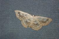 Cyclophora annularia