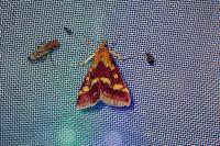 Pyrausta purpuralis