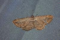 Horisme radicaria/tersata