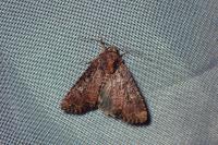 Mesapamea secalella/secalis