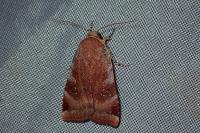 Noctua janthe/janthina