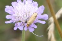 Nemophora metallica