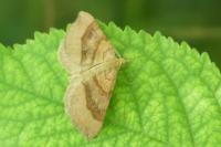 Scotopteryx chenopodiata