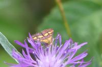 Pyrausta purpuralis