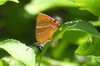 Thecla betulae