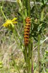 Tyria jacobaeae