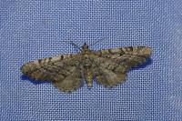 Eupithecia intricata