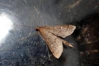 Dolicharthria punctalis