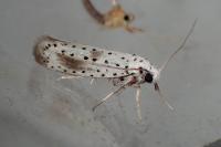 Yponomeuta irrorella