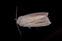 Acronicta albovenosa
