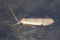 Pelosia muscerda