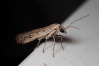 Phycitodes