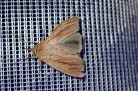 Mythimna impura