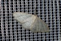 Idaea subsericeata