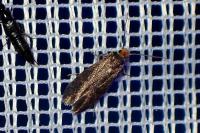 Cephimallota crassiflavella