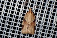 Clepsis spectrana