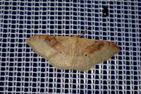 Idaea degeneraria