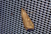 Loxostege sticticalis