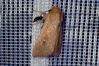Mythimna ferrago